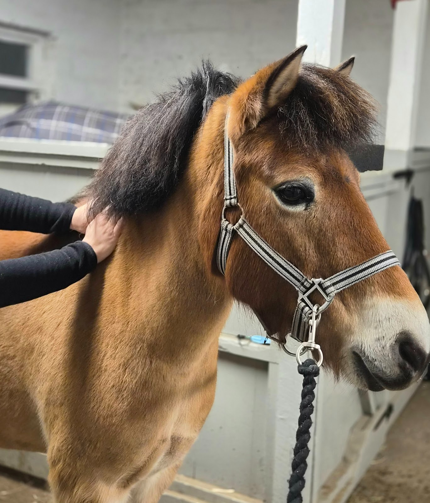 Djupgående Massage - Behandlingen använder välbeprövade massagetekniker för att frigöra muskelspänningar, stimulera cirkulationen och öka den fysiska funktionen.